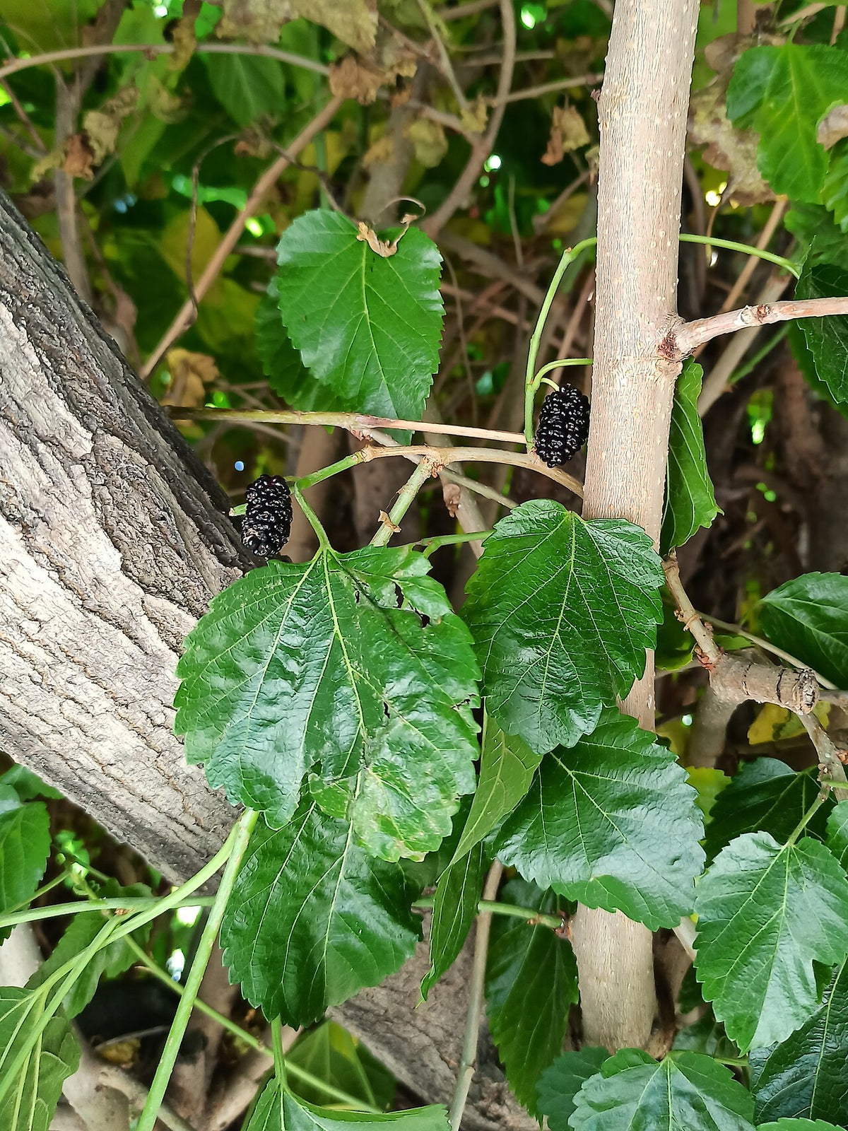 White Mulberry