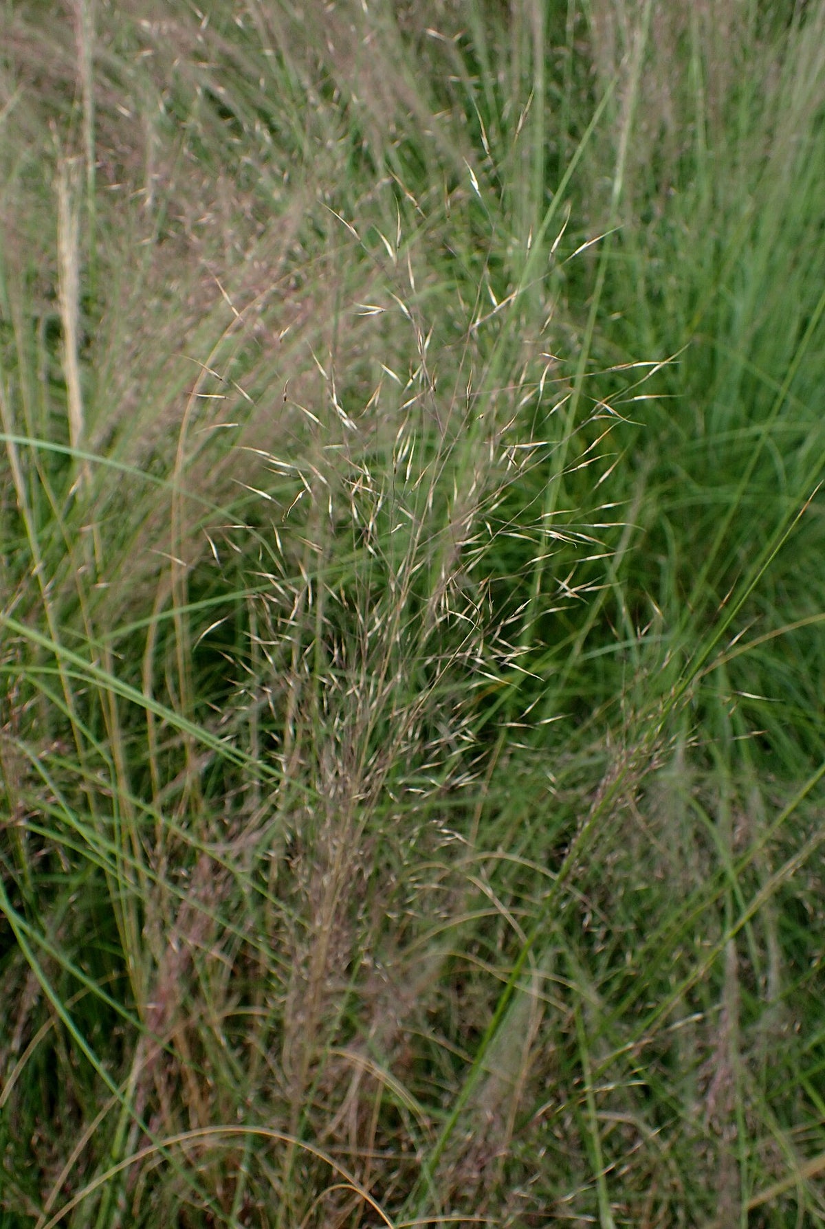 Muhly Grass Varieties