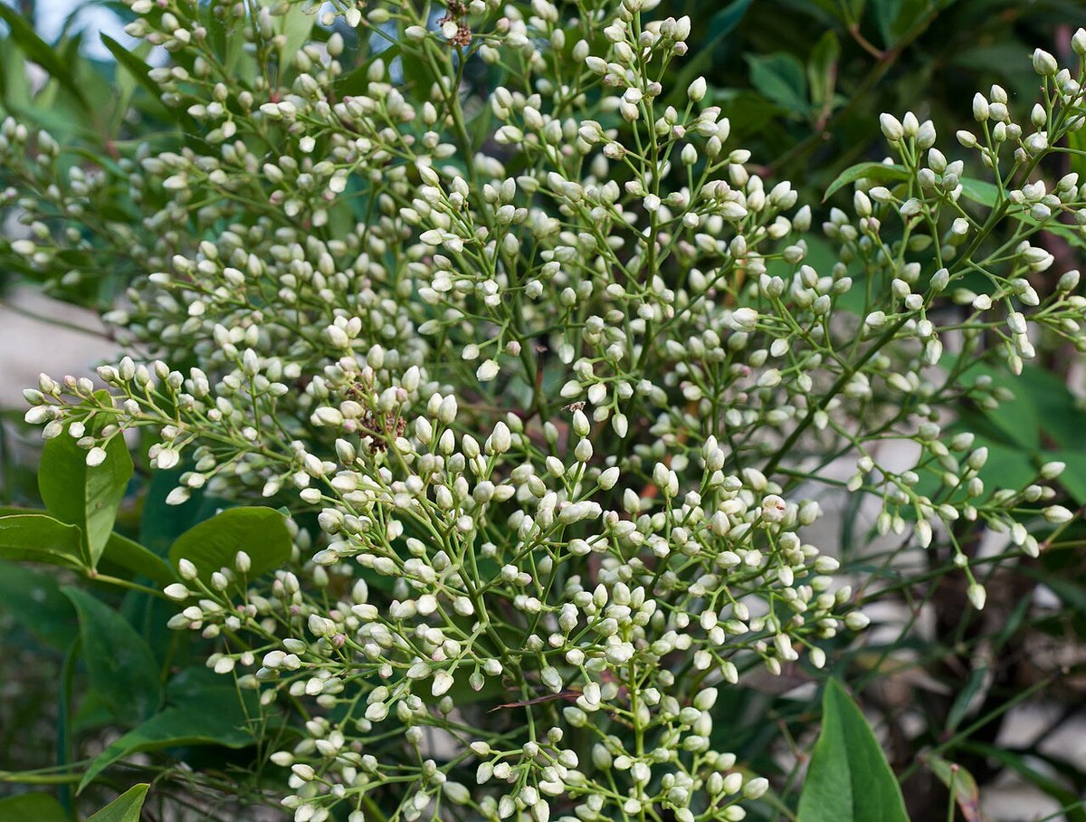 Obsession Nandina