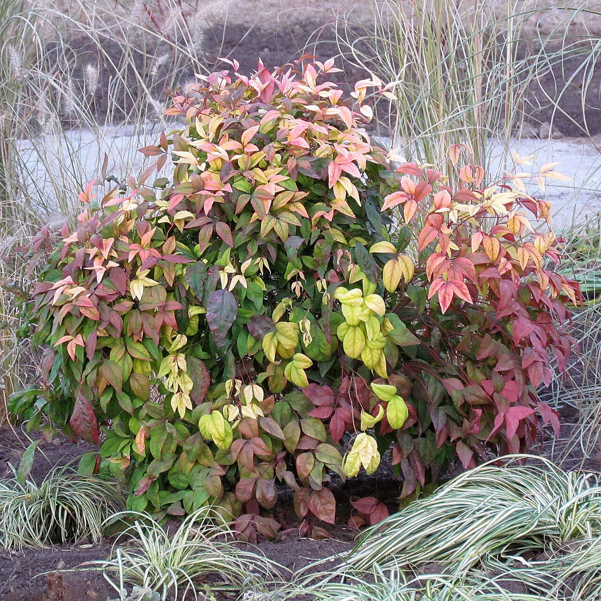Firepower Nandina