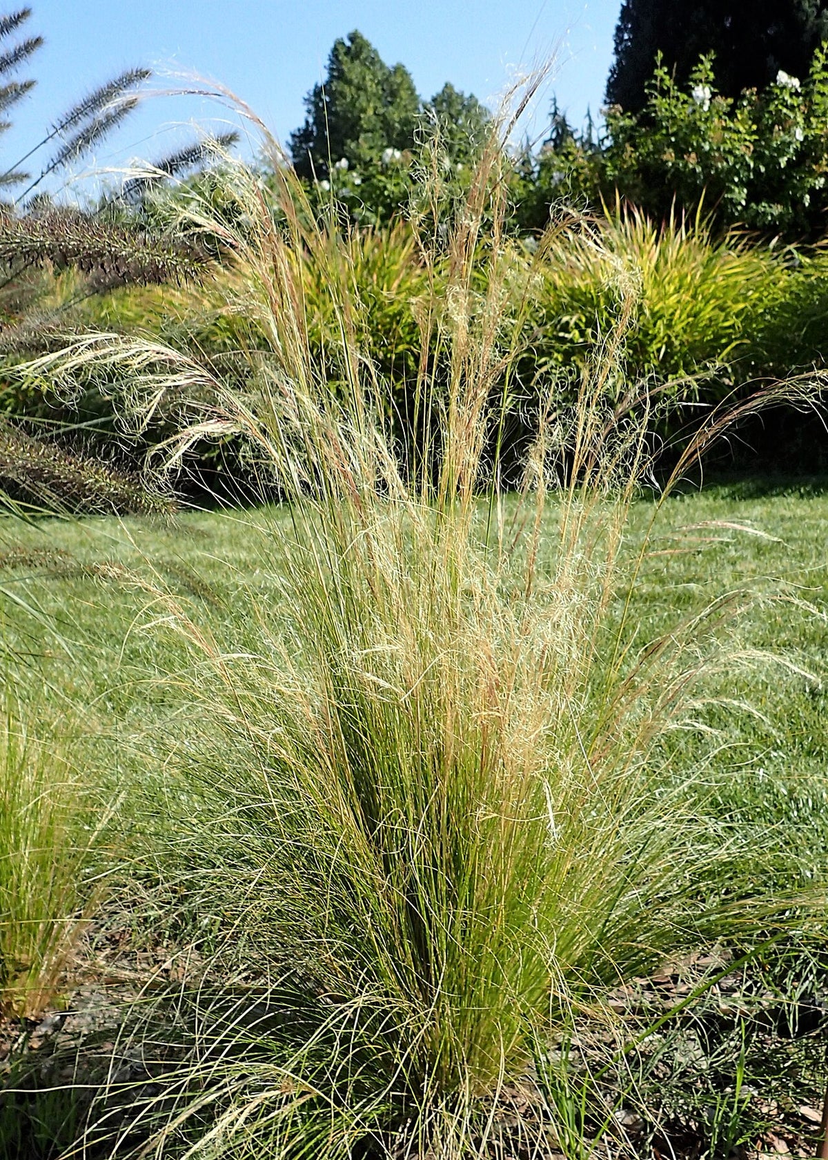 Mexican Feather Grass