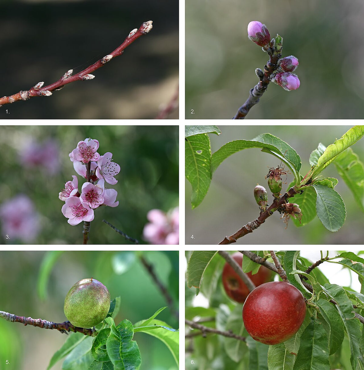 Nectarine Varieties