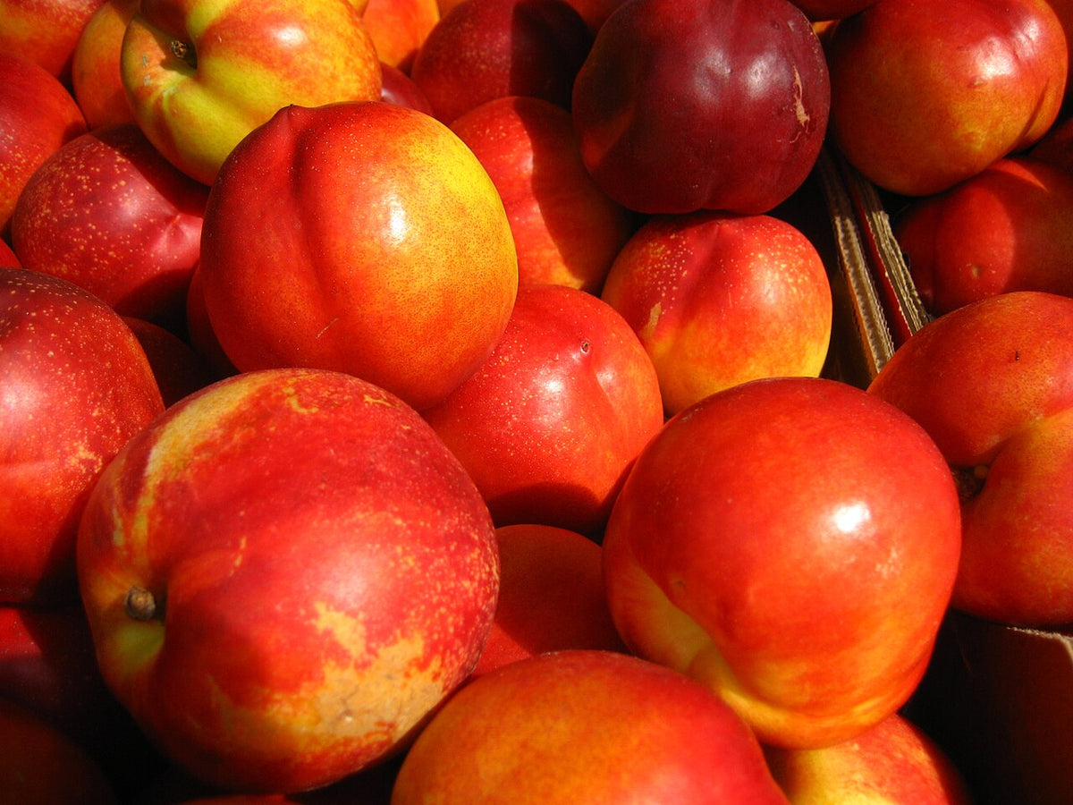 Goldmine Nectarine