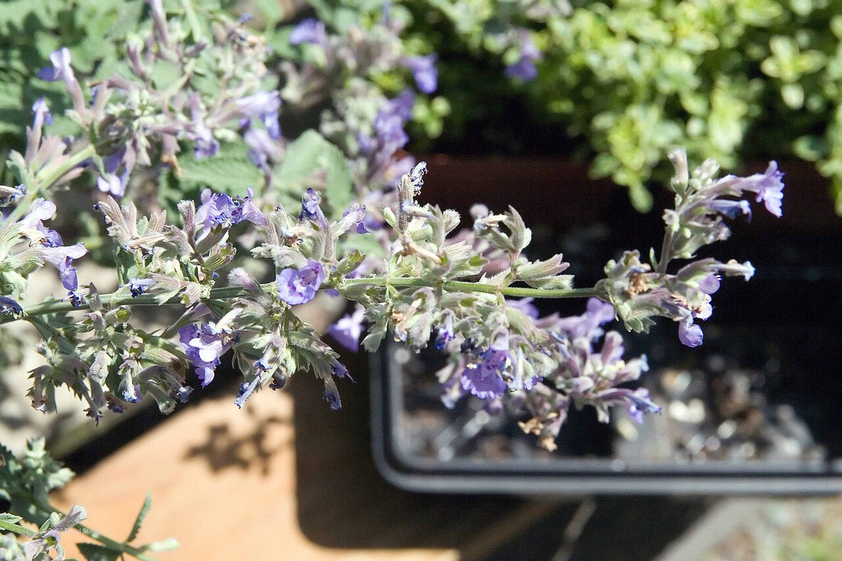 Walker's Low Catmint