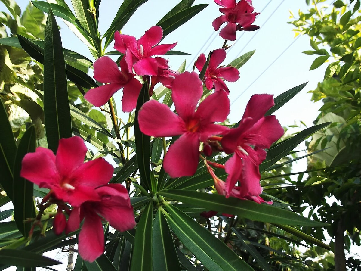 Dwarf Oleander Red