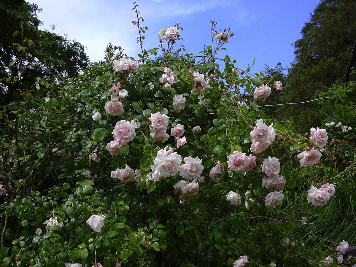 New Dawn Climbing Rose