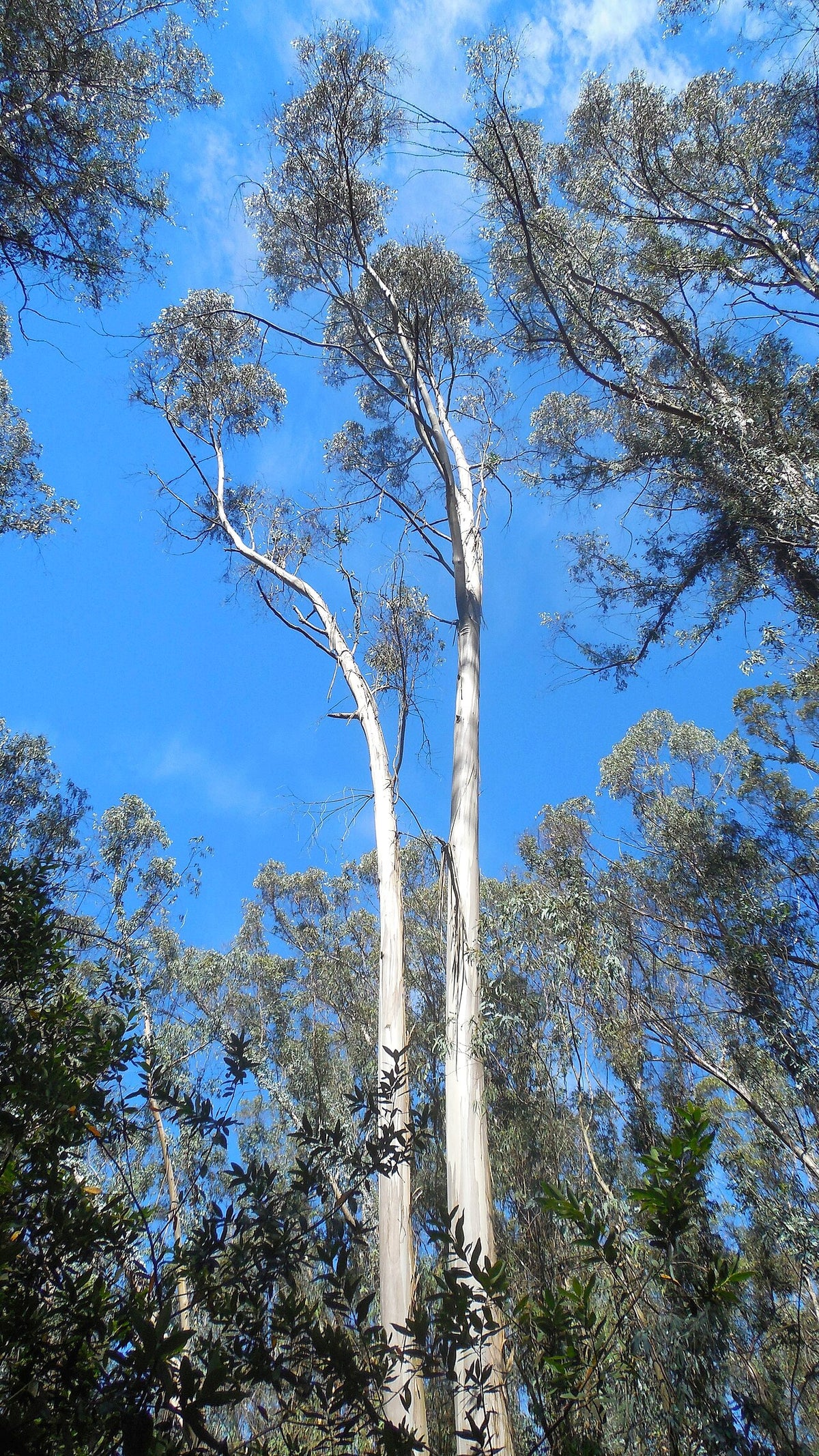 Blue Gum
