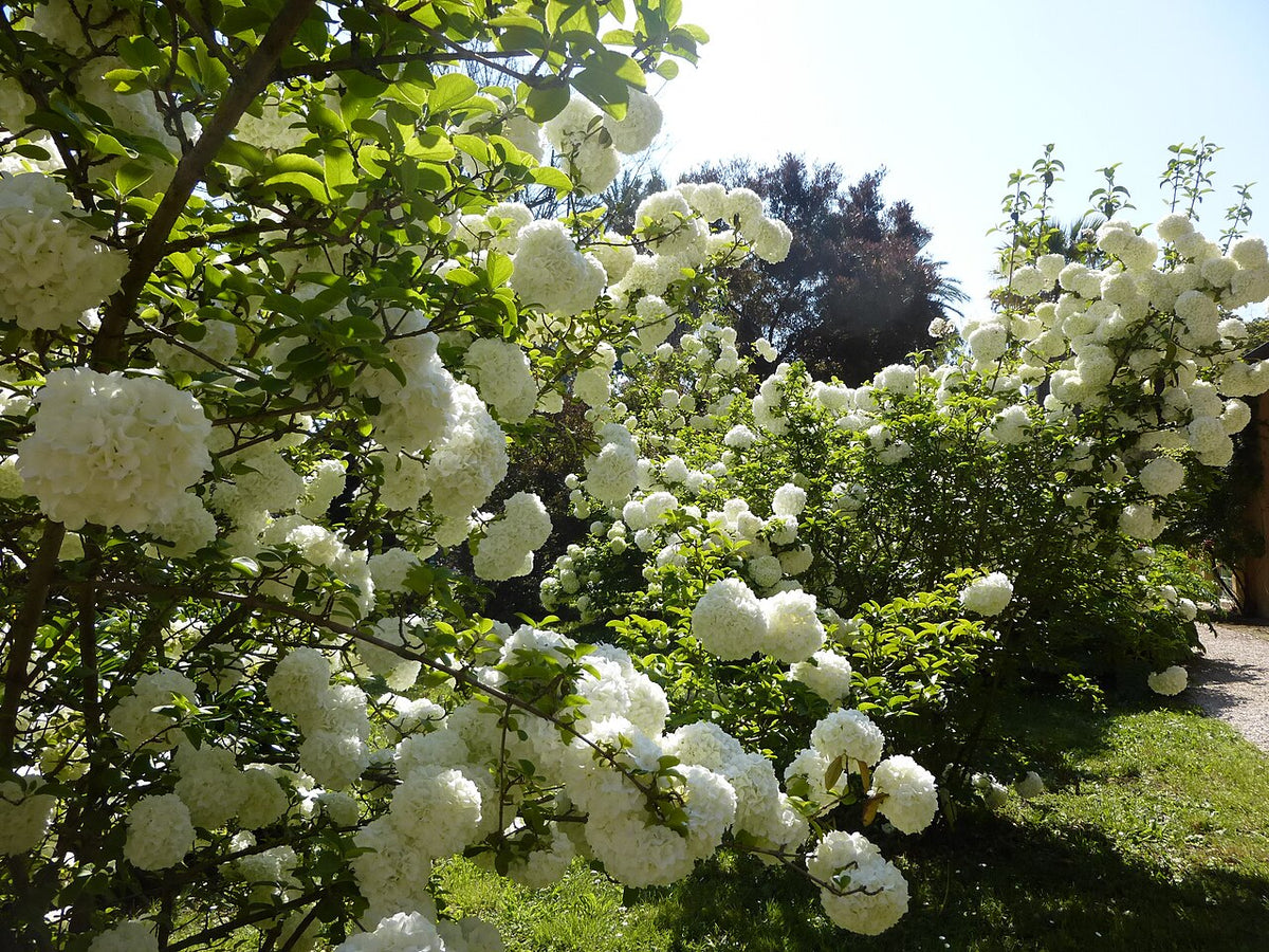 Chinese Snowball Viburnum