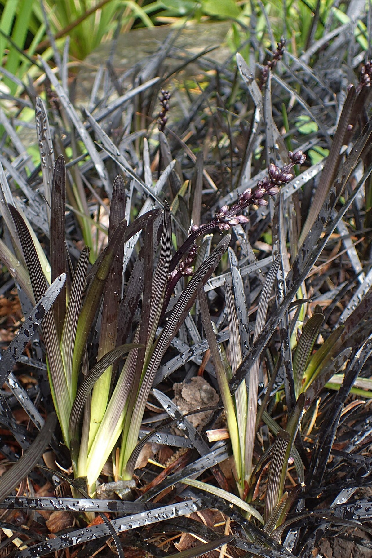 Black Mondo Grass