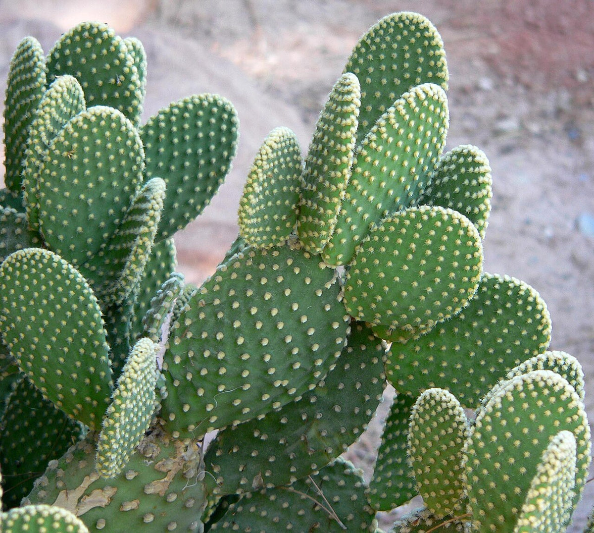 Bunny Ears Prickly Pear