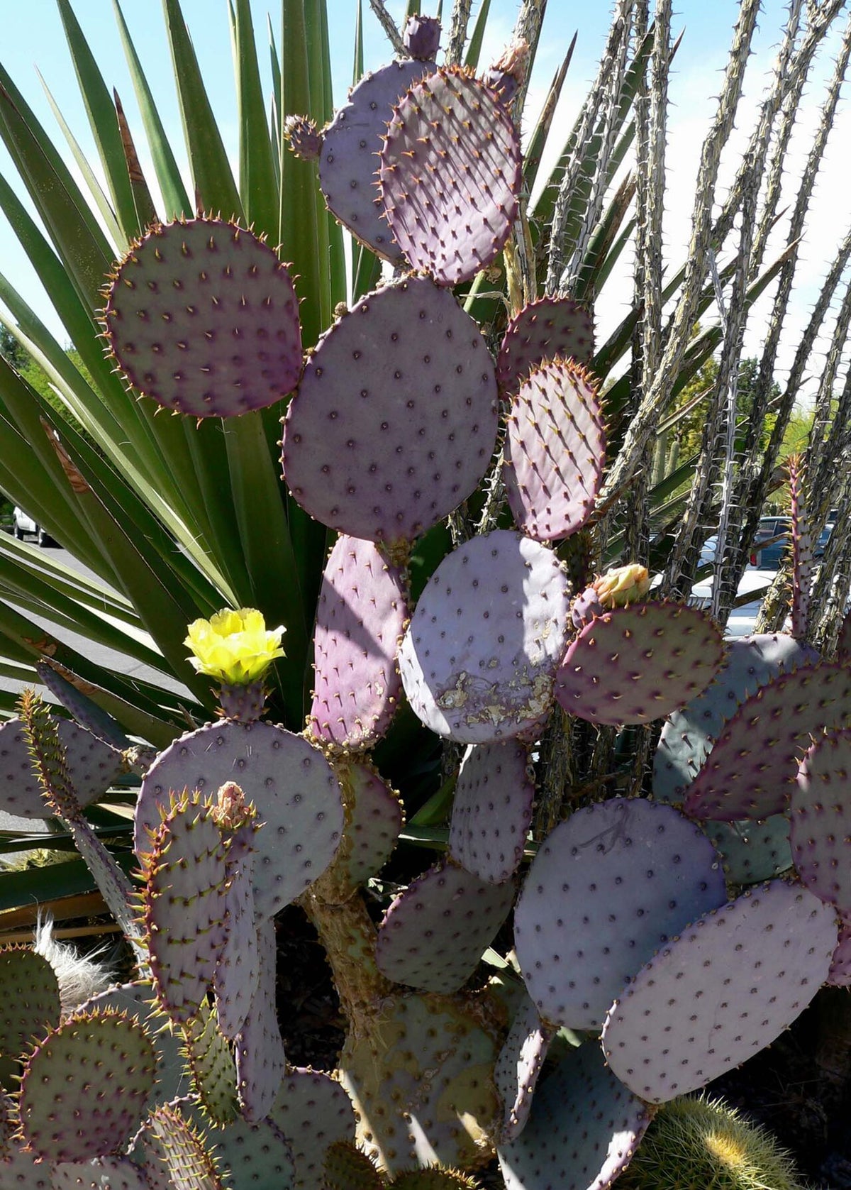 Santa Rita Prickly Pear