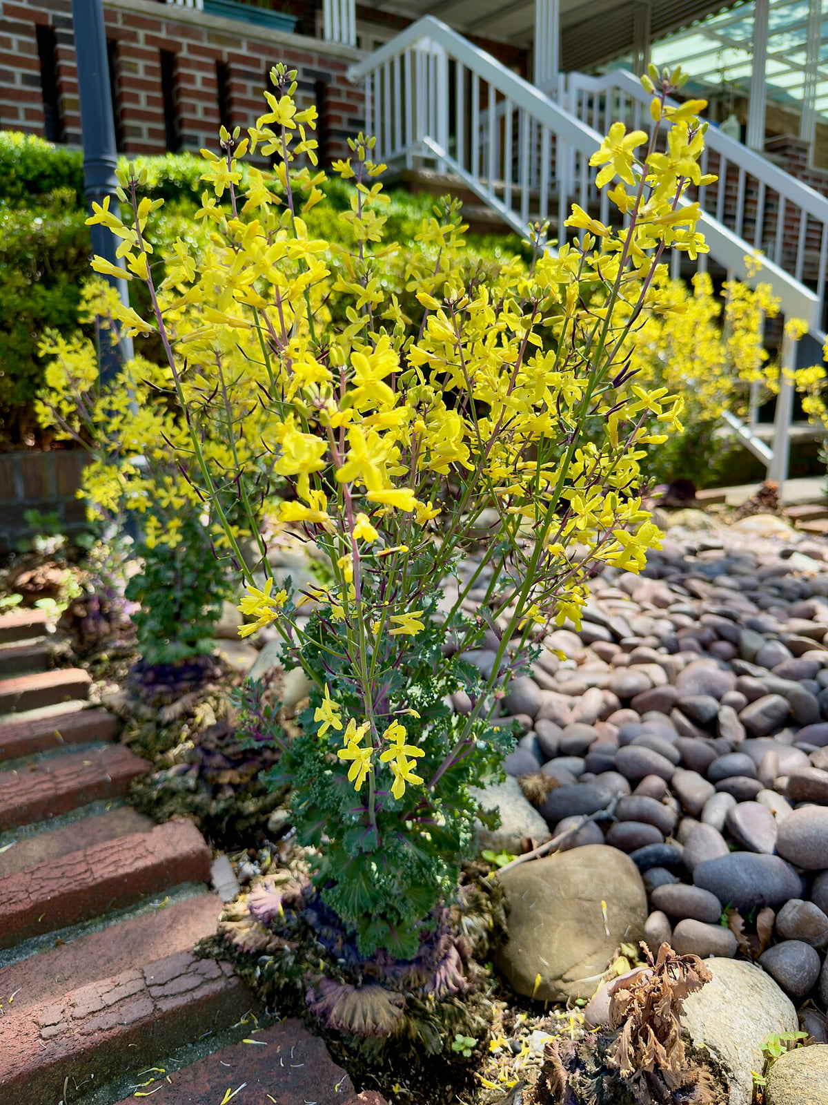 Ornamental Cabbage & Kale