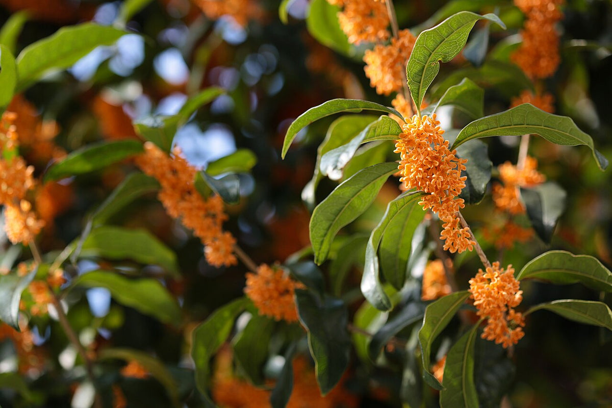 Fragrant Tea Olive