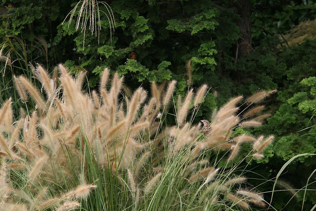 Switchgrass Varieties