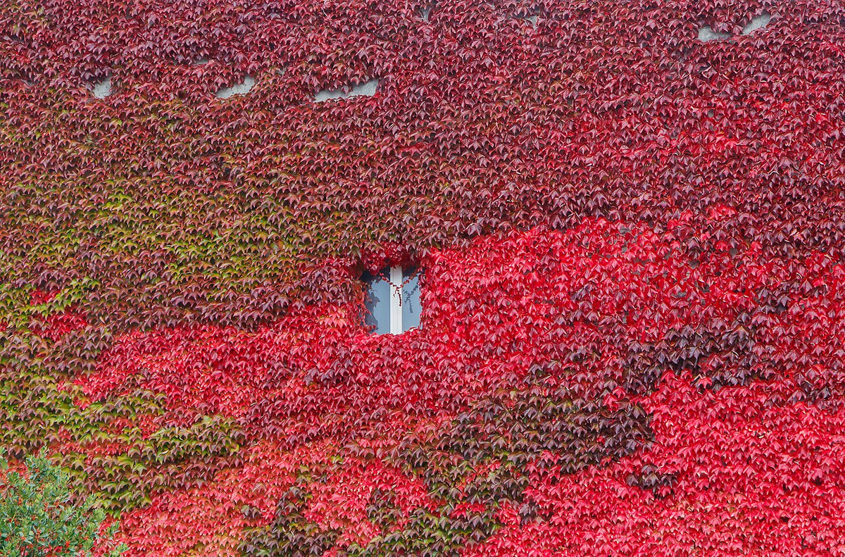 Boston Ivy