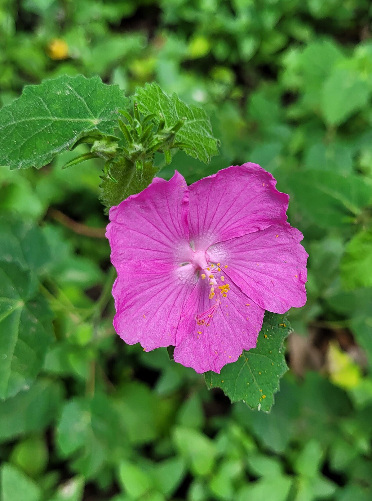 Rock Rose (Pavonia)