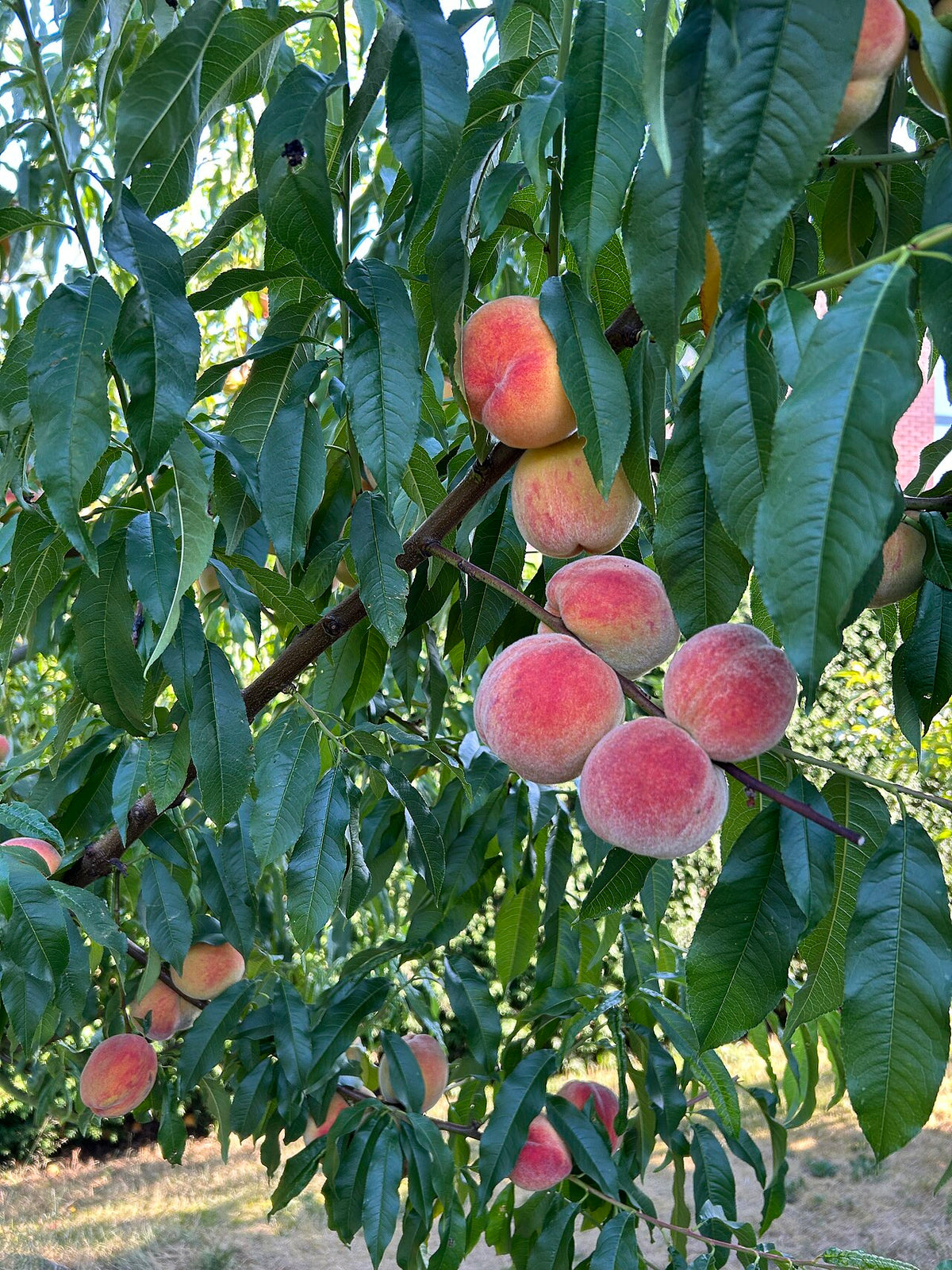 Gold Variety Peach