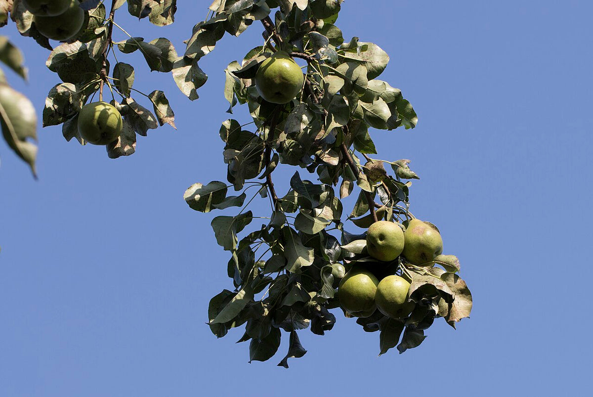 Bartlett Pear