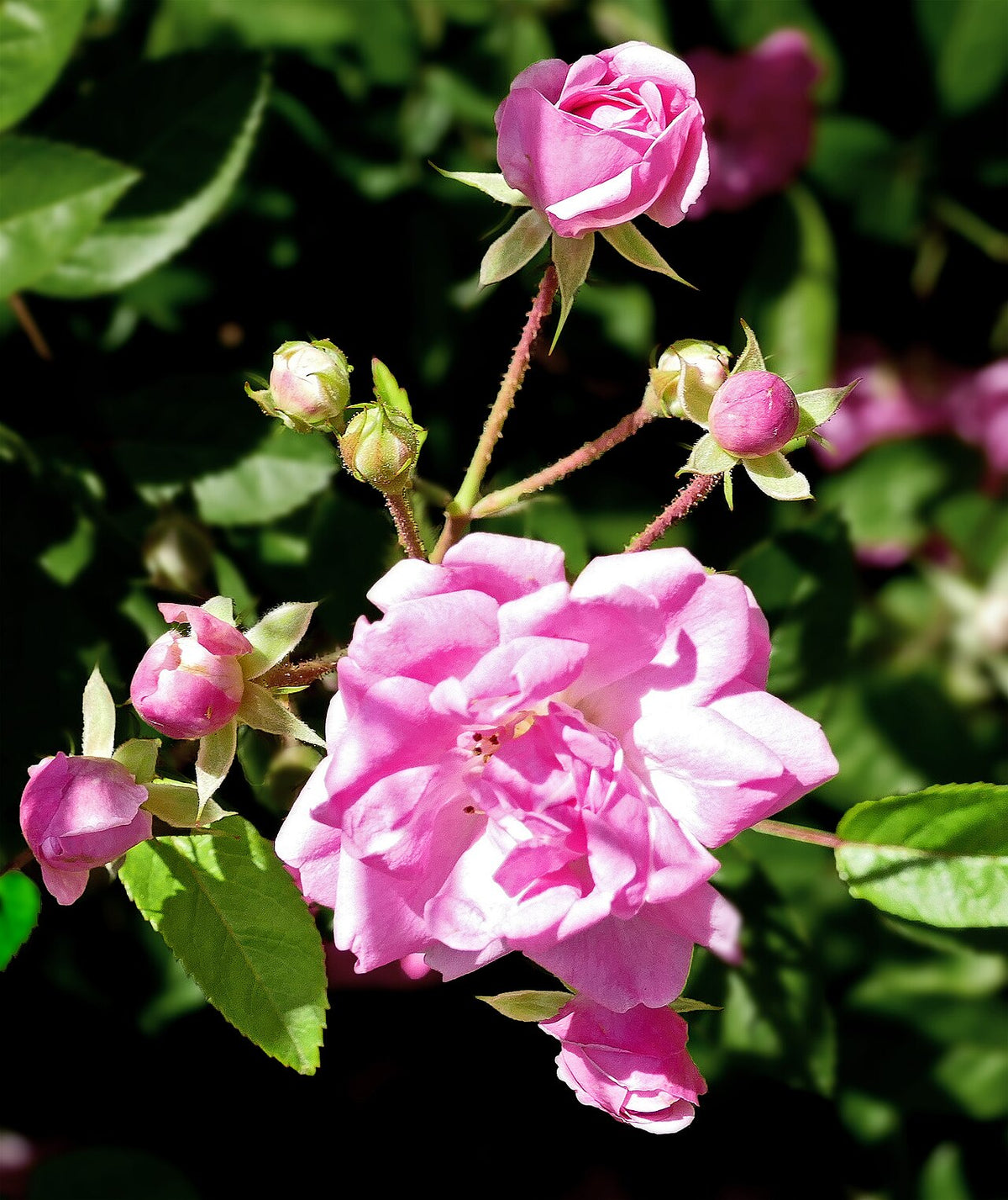 Peggy Martin Climbing Rose