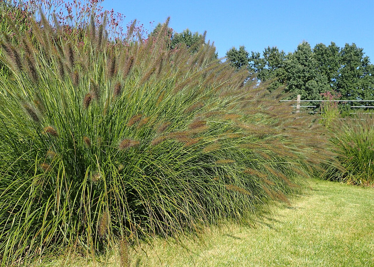 Dwarf Fountain Grass