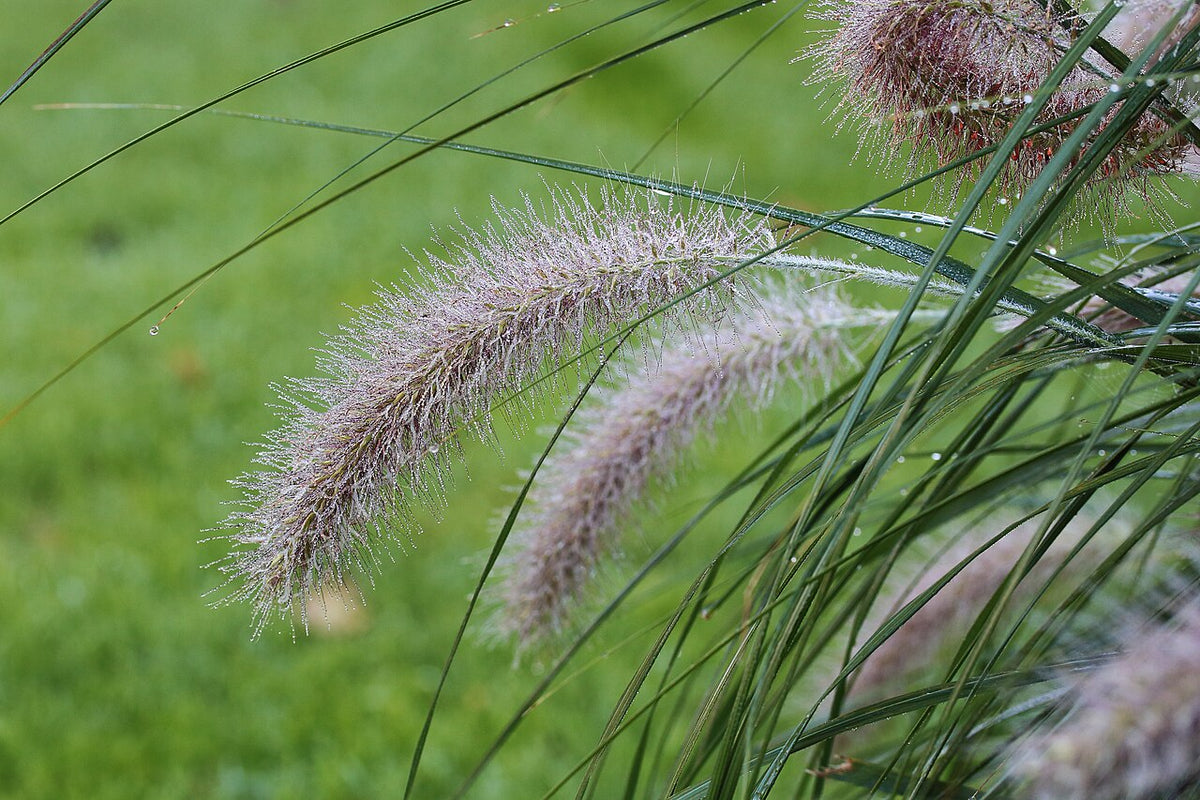 Fountain Grass Varieties