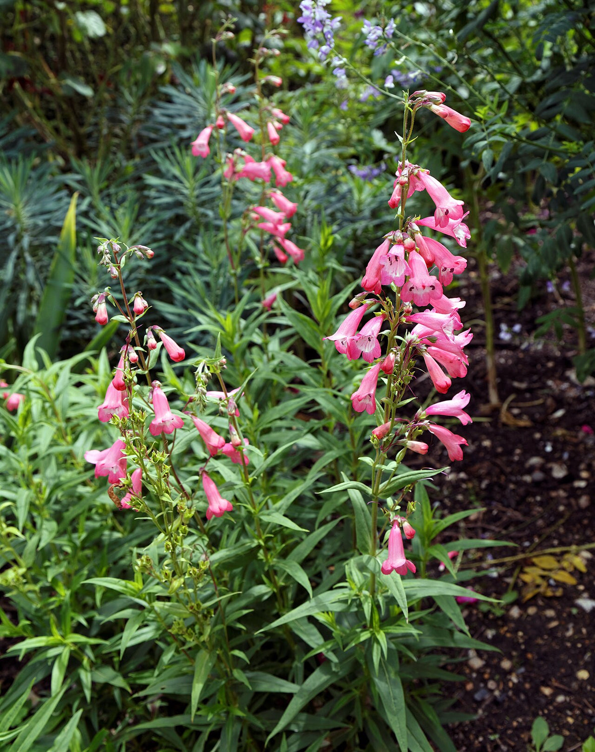 Beard Tongue 'Hidcote Pink'