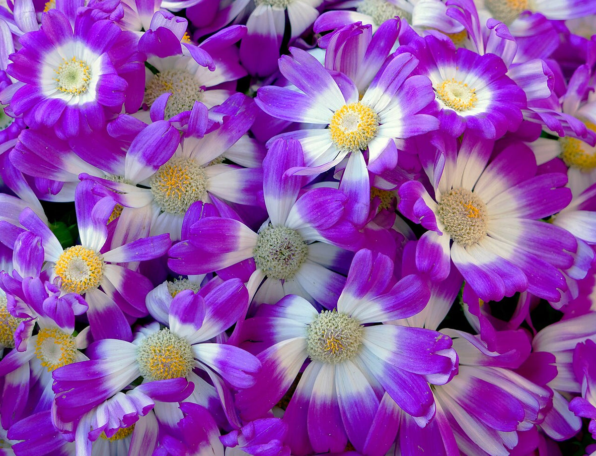 Cineraria