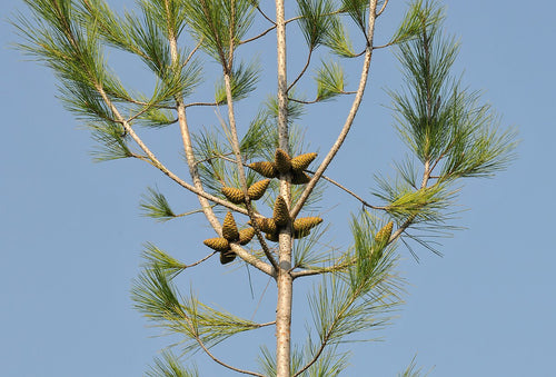 Afghan (Eldarica) Pine