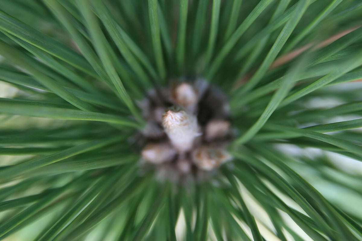 Thunderhead Japanese Black Pine