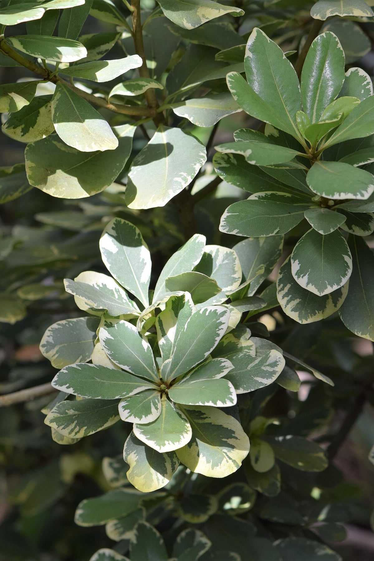 Variegated Pittosporum