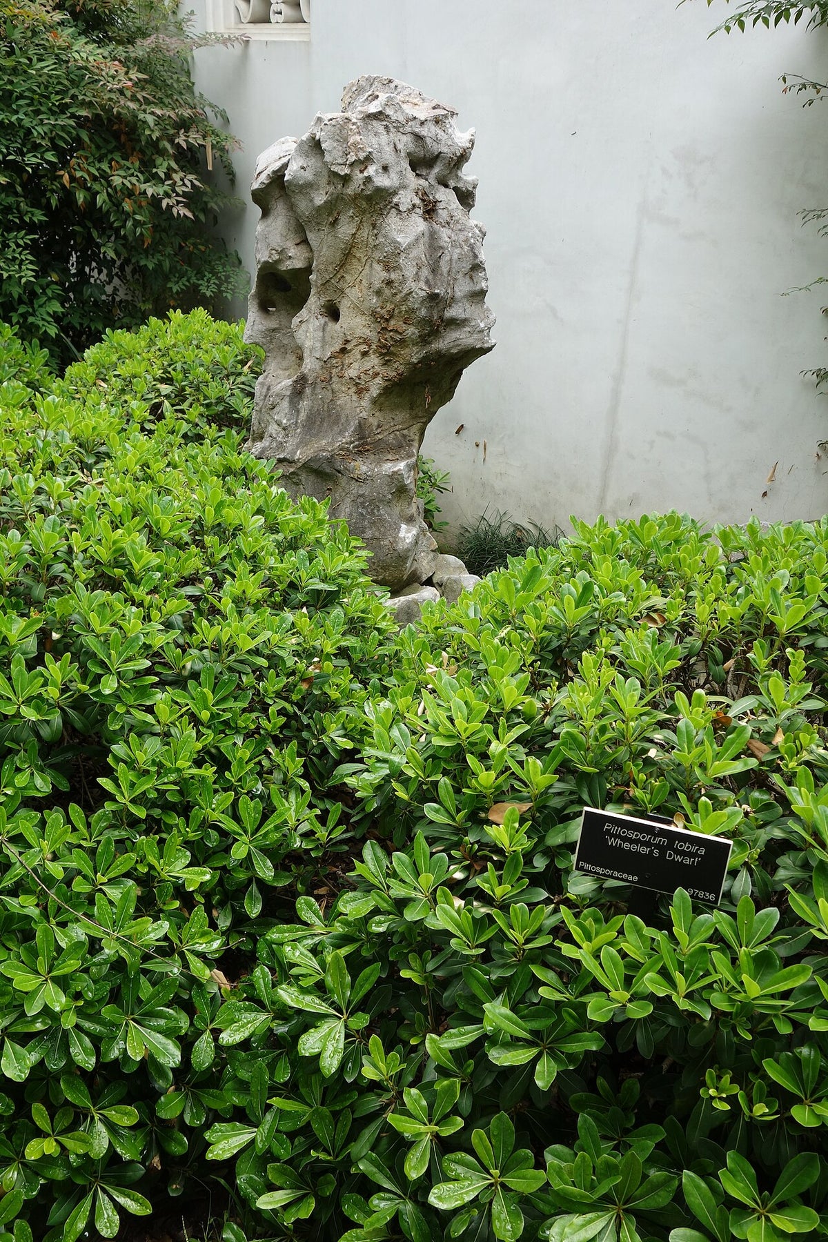 Wheeler's Dwarf Pittosporum