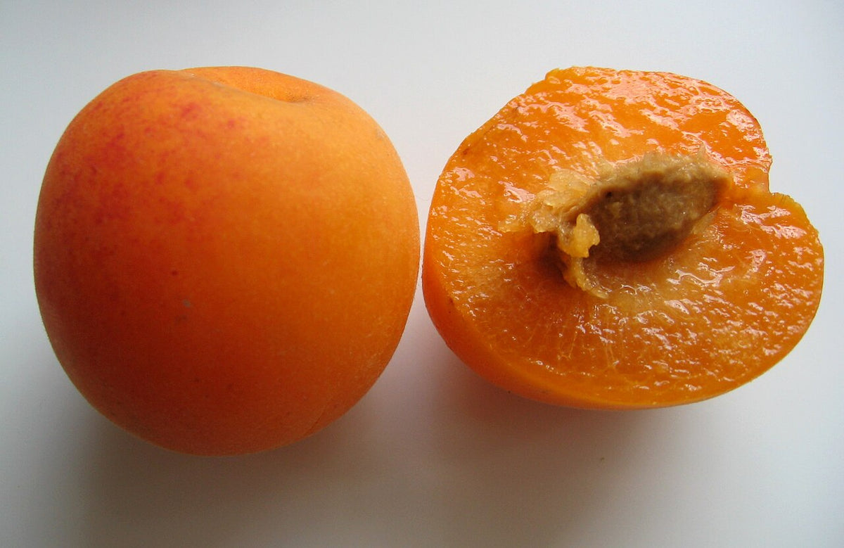 Spring Satin Plumcot