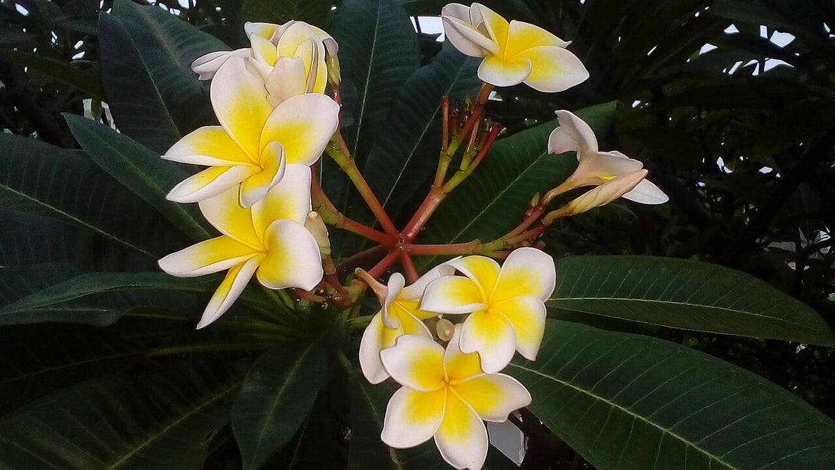 Plumeria 'Yellow'