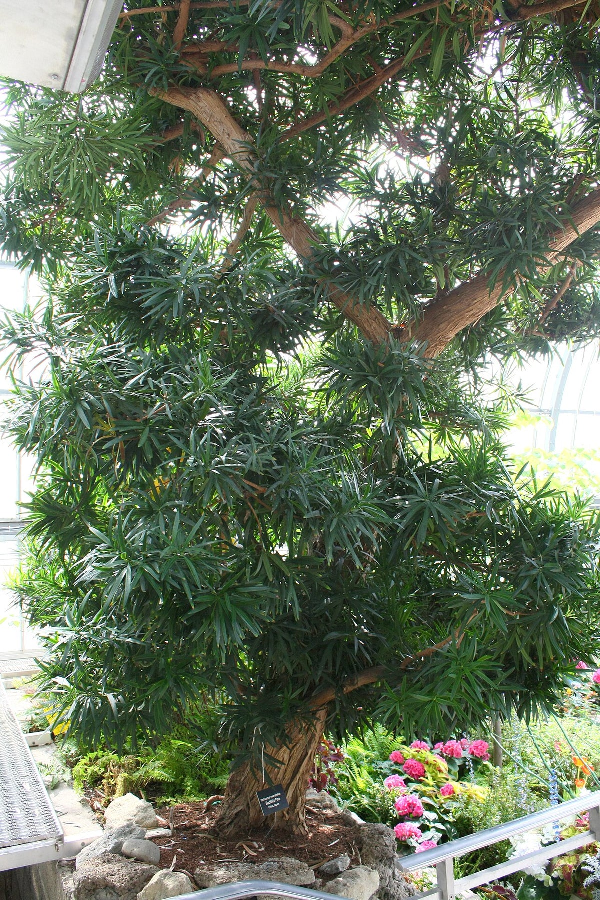 Podocarpus Varieties