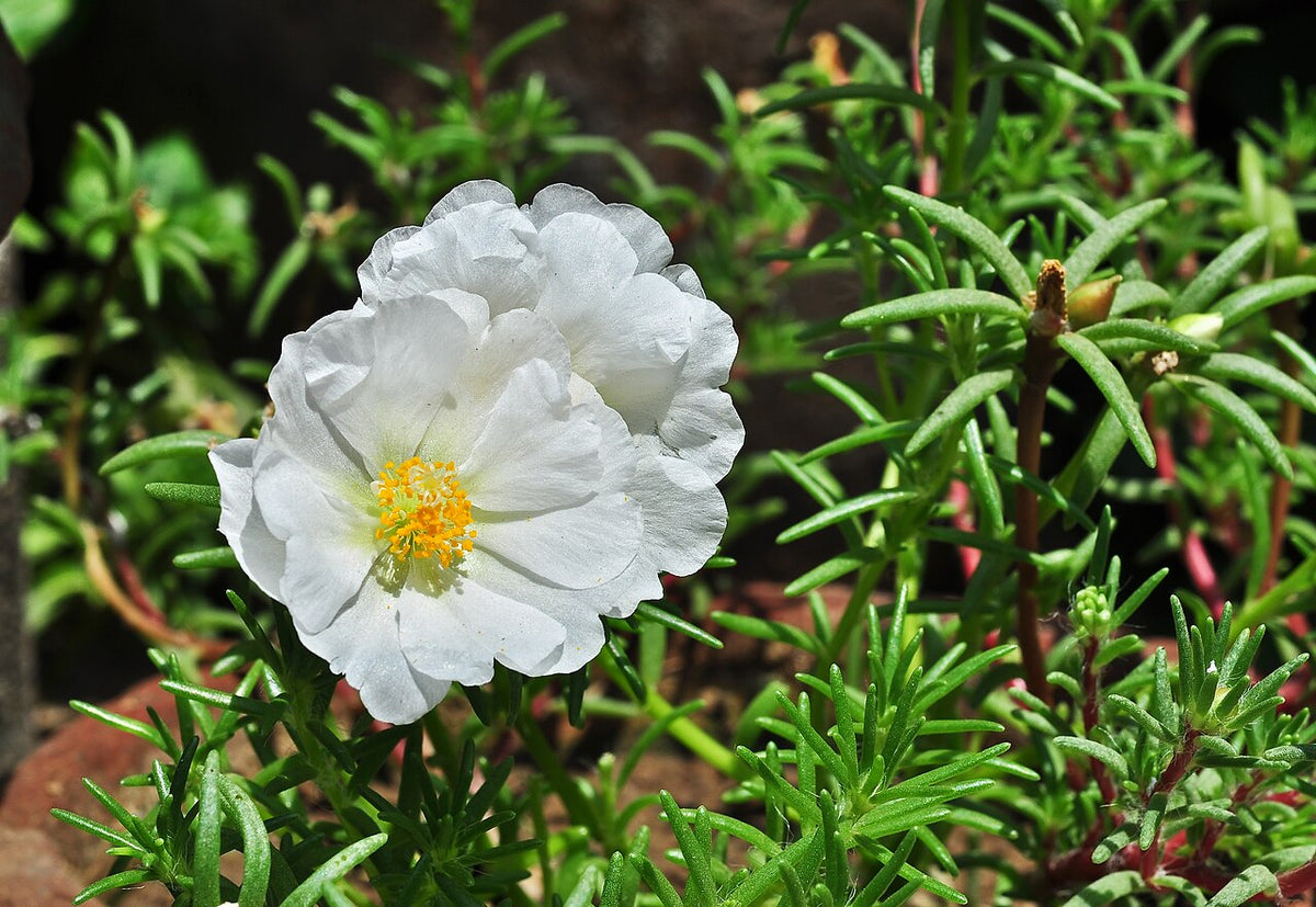 Moss Rose (Portulaca)