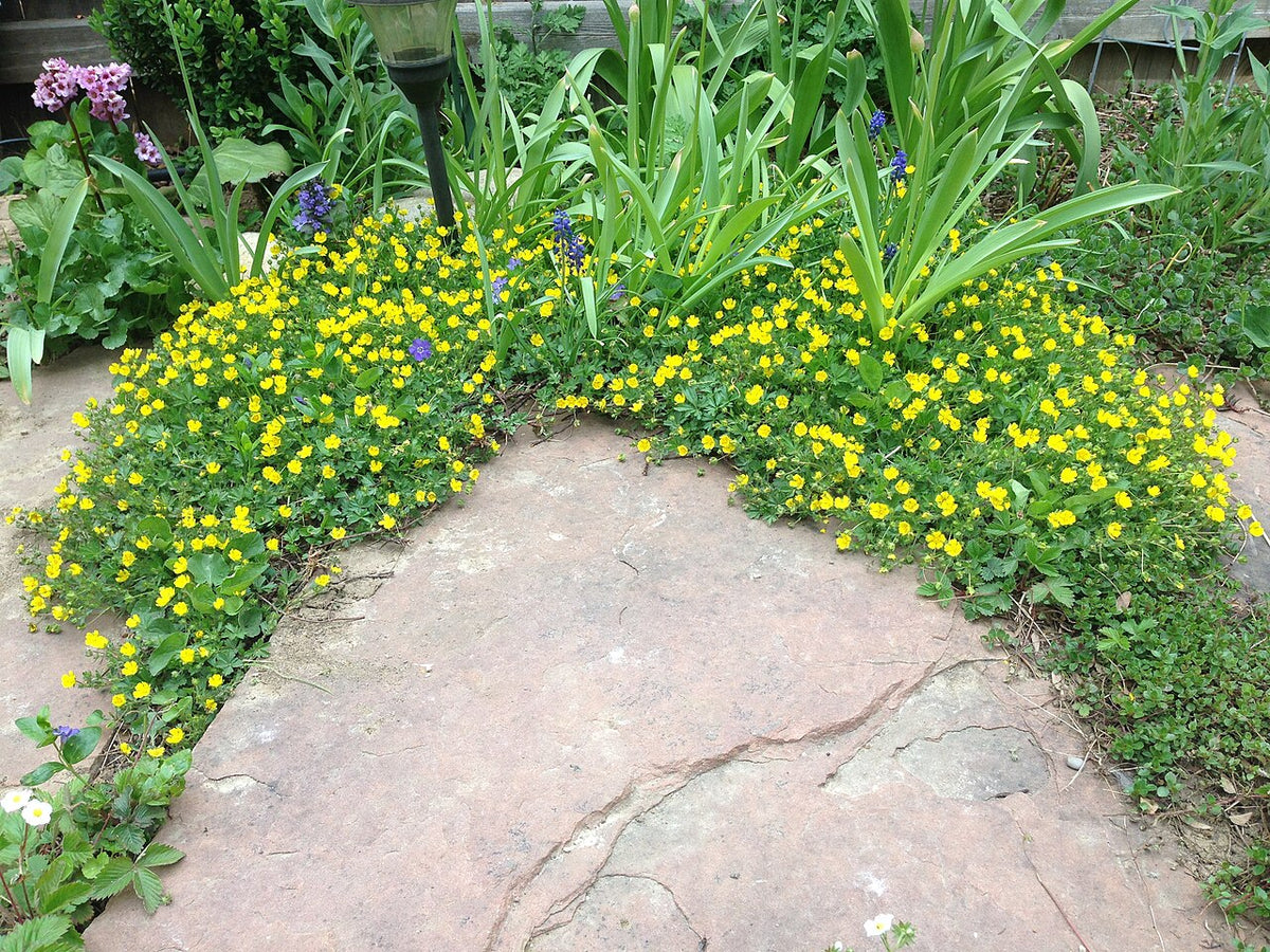 Oklahoma Flagstone