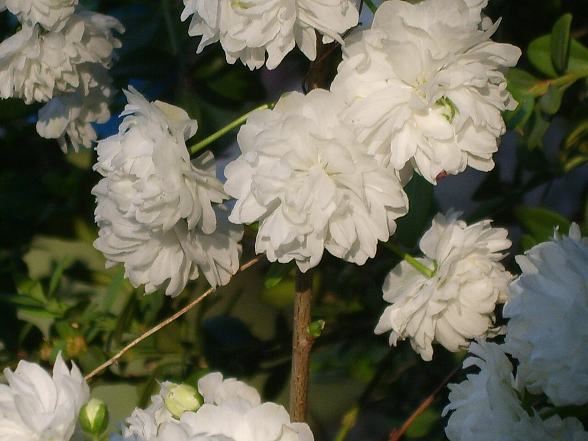 Dwarf Flowering Almond