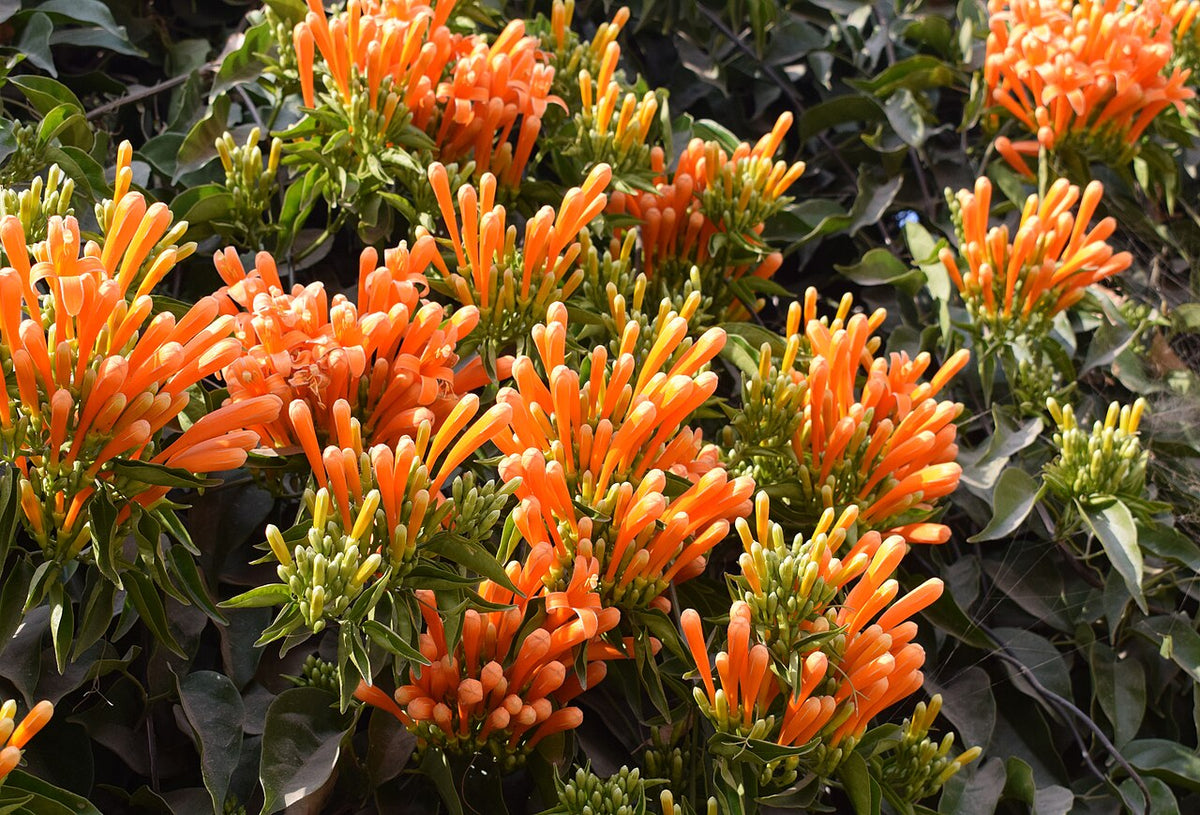 Florida Flame Vine