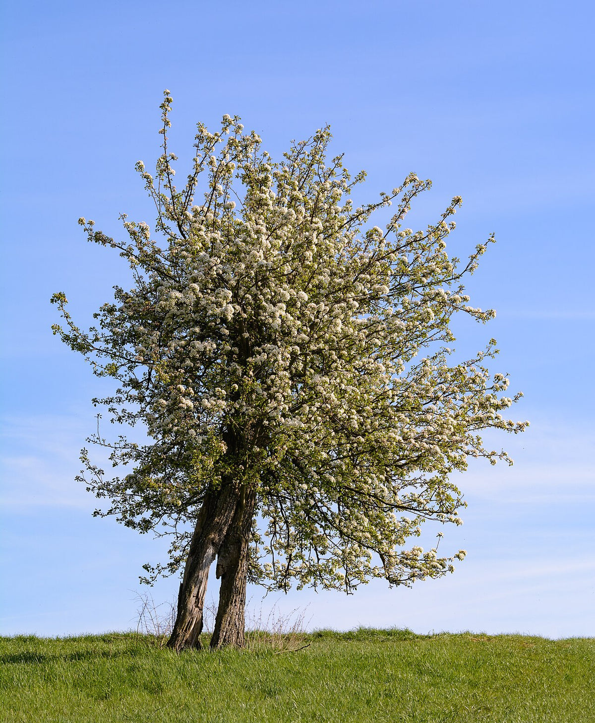 Ayers Pear