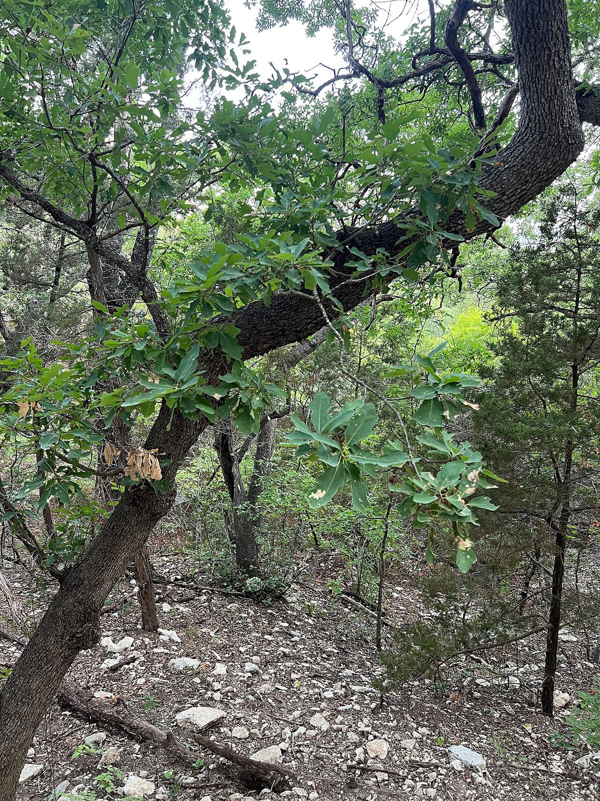 Lacey Oak