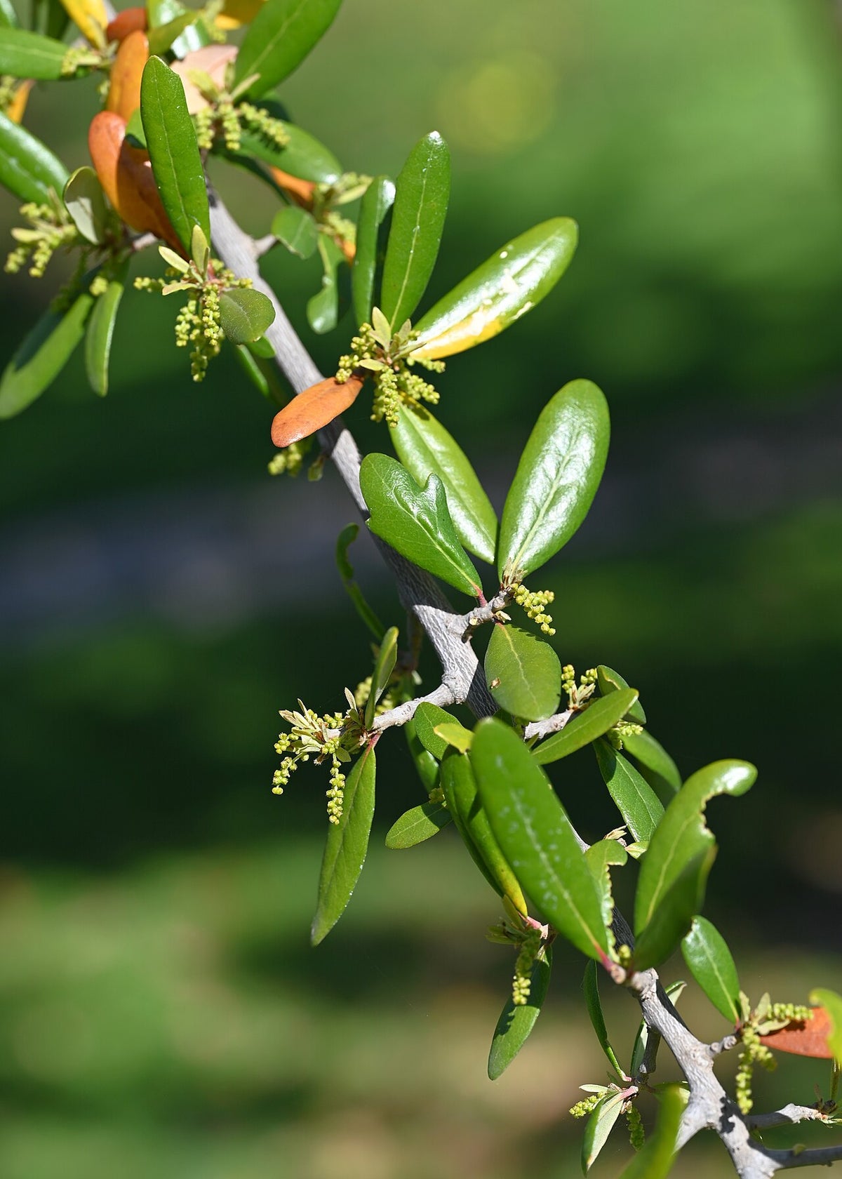 Live Oak Varieties