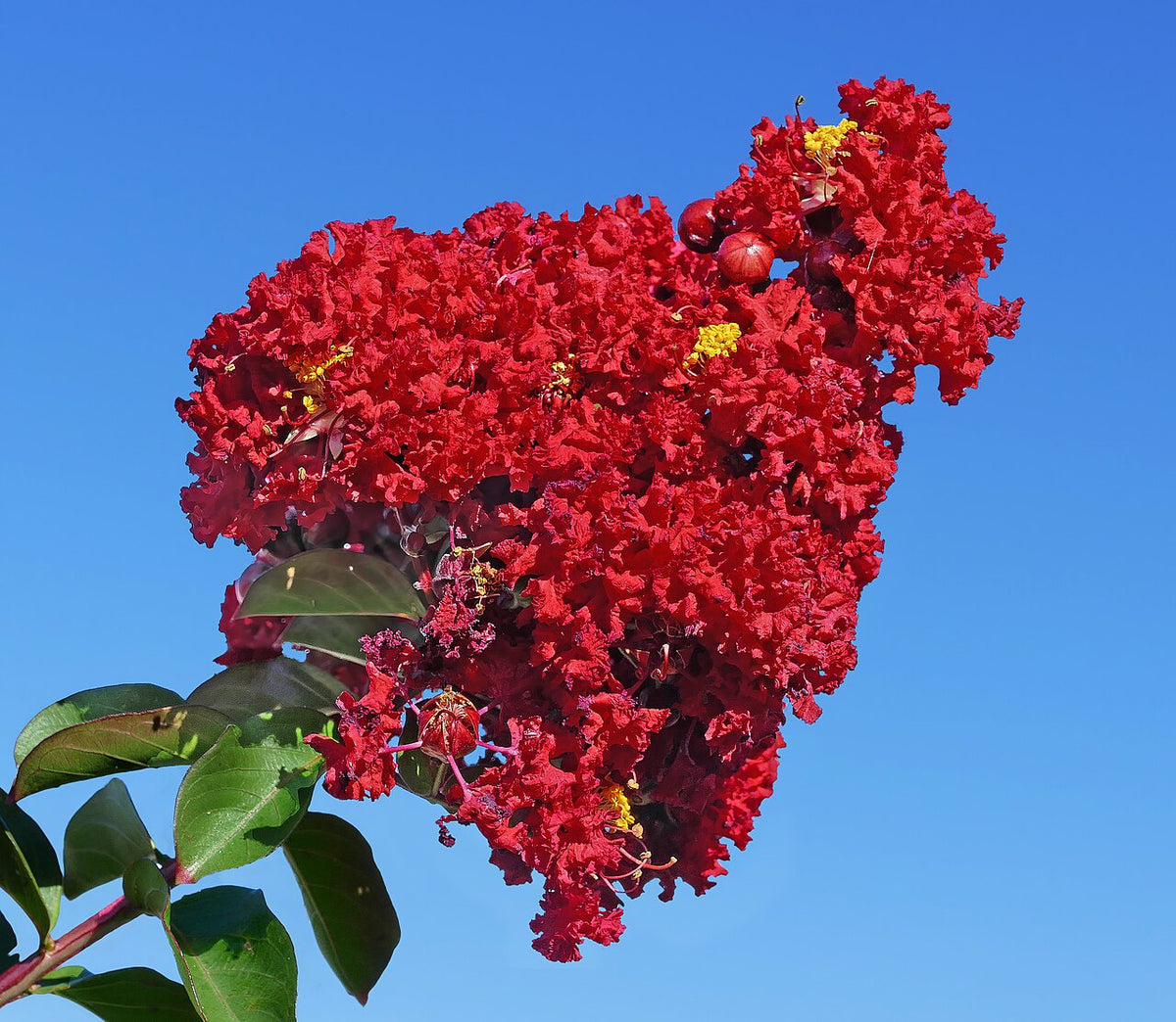 Crape Myrtle Varieties