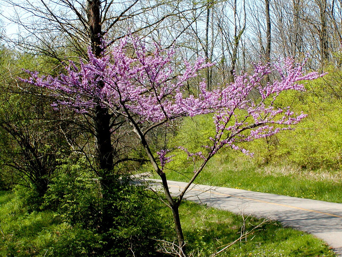 Rising Sun Redbud