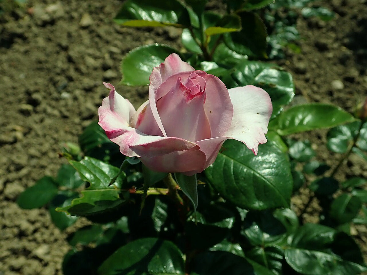 Blue Girl Rose