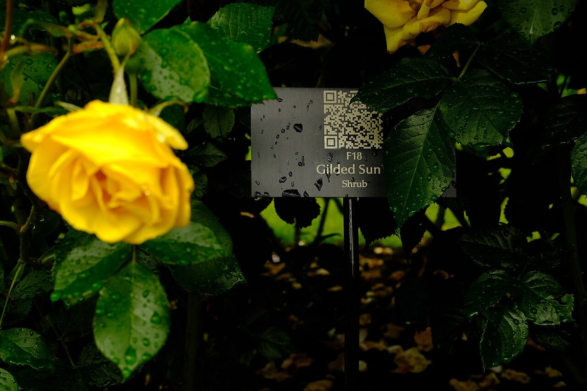Gilded Sun Tree Rose