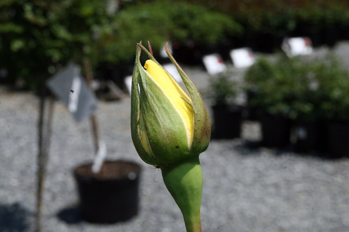 Mellow Yellow Rose
