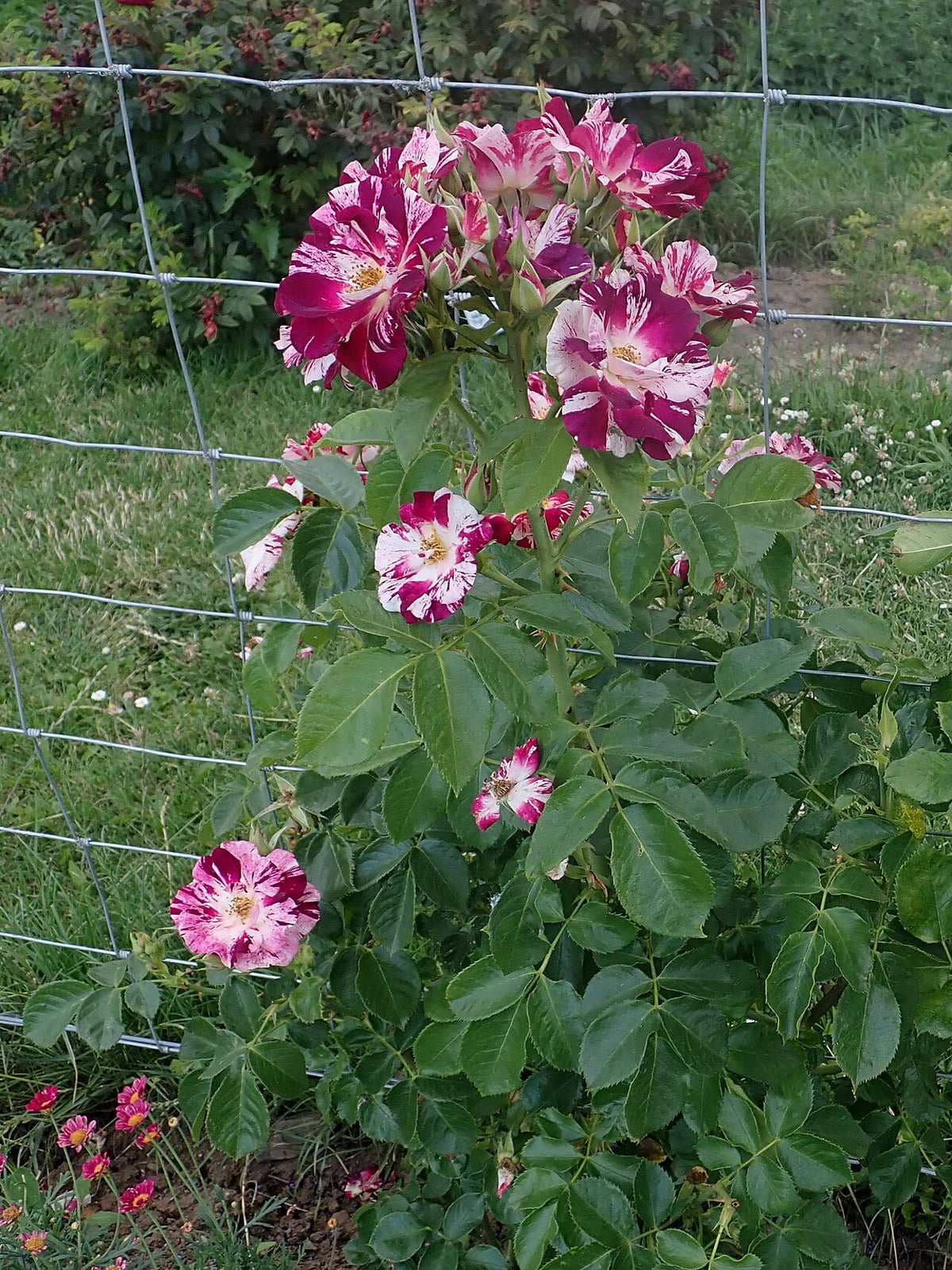 Purple Splash Climbing Rose