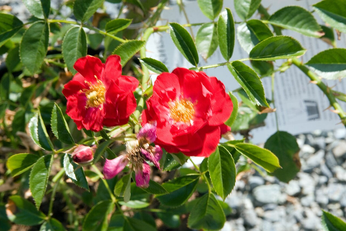 Red Ribbons Rose