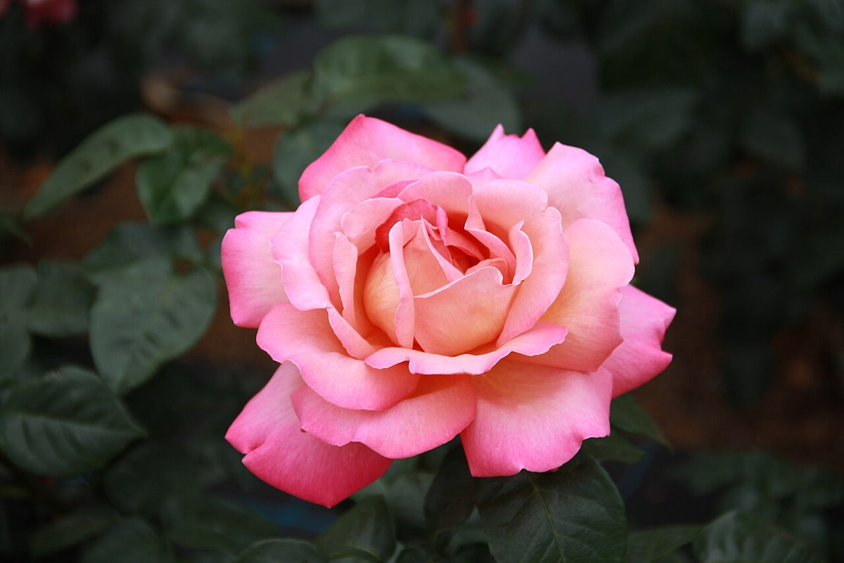 Chicago Peace Rose