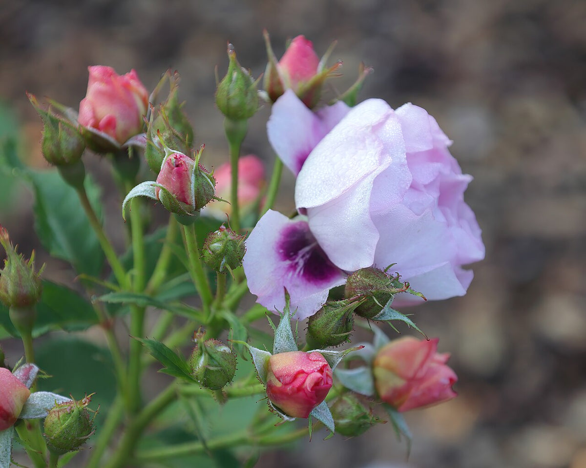Easy on the Eyes Rose